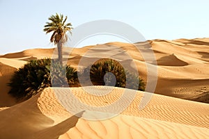 Sand dunes with one palm Ã¢â¬â Awbari, Libya